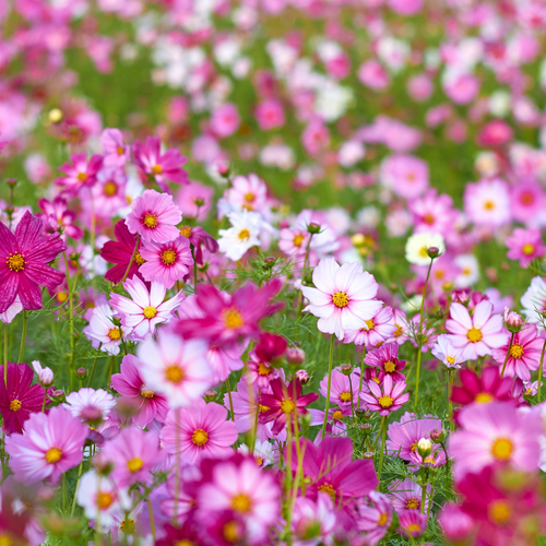 74 Sensation Mix Cosmos 1200x.png