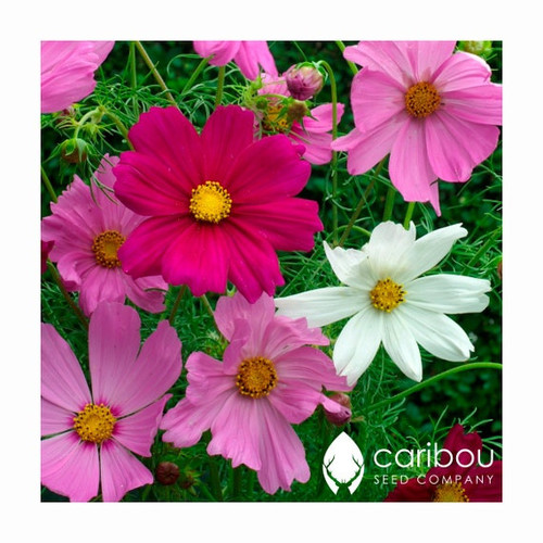 69 il 570x N 2006887789 quhg jpg.jpg