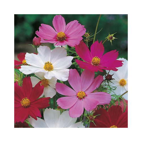 75 Cosmos Sensation Mixed.png