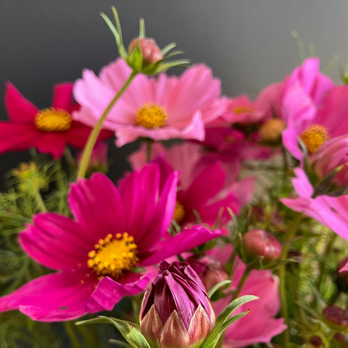 76 Cosmos Sensation Blend 3 jpg.jpg