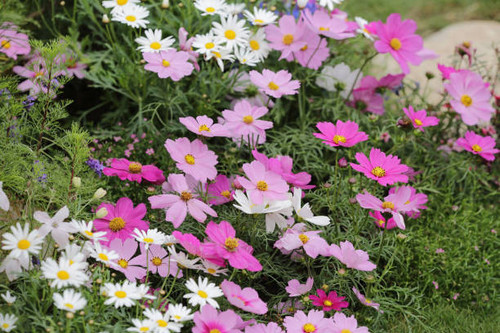 a cosmos flowers in full bloom at the park.jpg