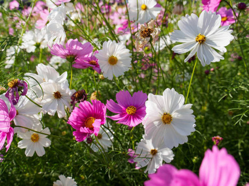 a field of pink and white cosmos flowers.jpg