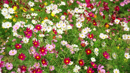 an image of a cosmos field in full bloom at your feet.jpg