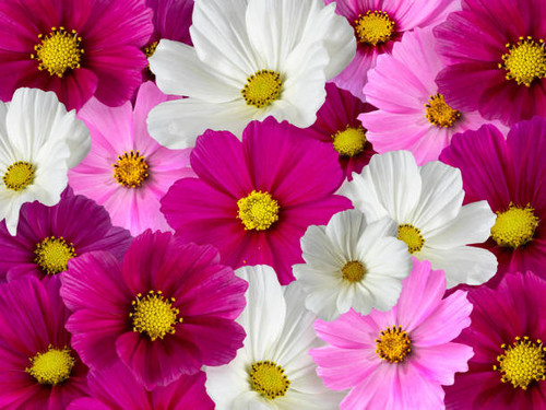 beau fond floral d t fleurs multicolores.jpg