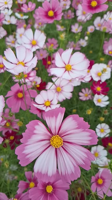 au ralenti de belles fleurs cosmos se balancent dans le champ.jpg