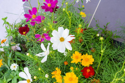 beautiful cosmos flower in the garden close up.jpg