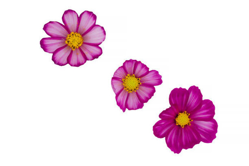 beautiful cosmos flowers isolated on white background.jpg