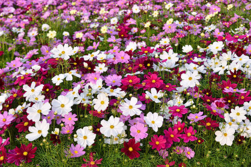 beautiful cosmos flower in the garden.jpg