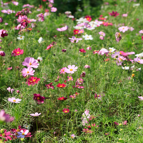 65 2 1a423fb7 fdc7 45d1 b771 03d289521ae2 1800x1800.png