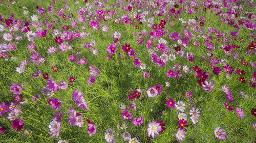 beautiful cosmos flower blooming in the morning.jpg