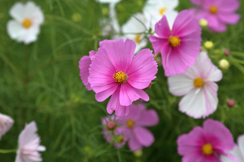 belle fleur de cosmee.jpg