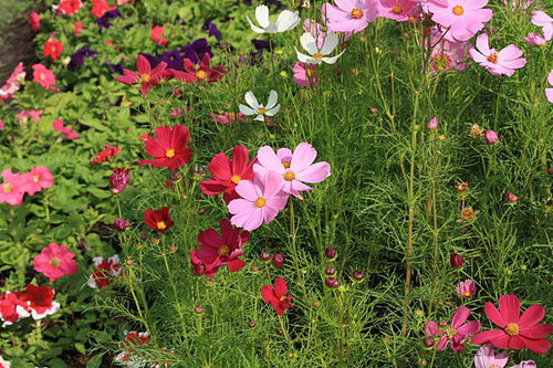 belle fleur rouge.jpg