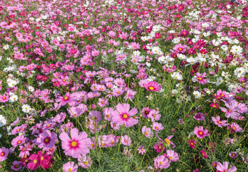 belles fleurs de cosmos fleurissant dans le domaine de cosmos.jpg