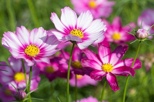 belles fleurs color es dhiver.jpg