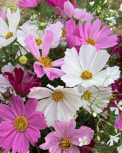 67 sensationcosmos jpg.jpg