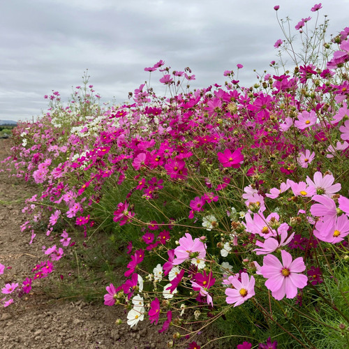 68 Cosmos Sensation Blend 4 jpg.jpg