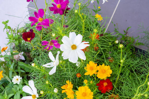 Beautiful Cosmos flower in the garden close up.jpg