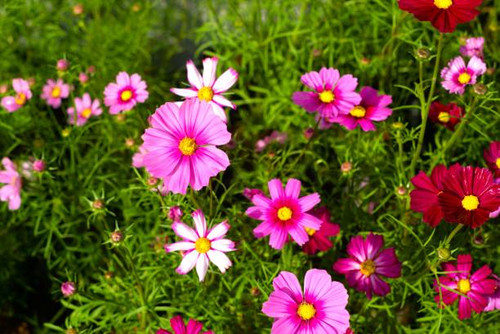 beautiful garden cosmos flower blooming in the garden.jpg