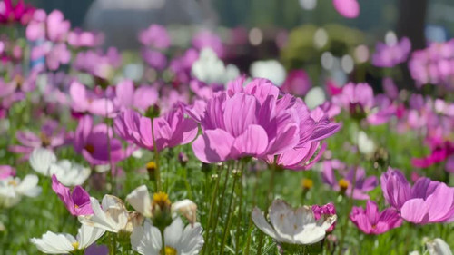 Beautiful cosmos field in blooming swaying in the breeze..jpg