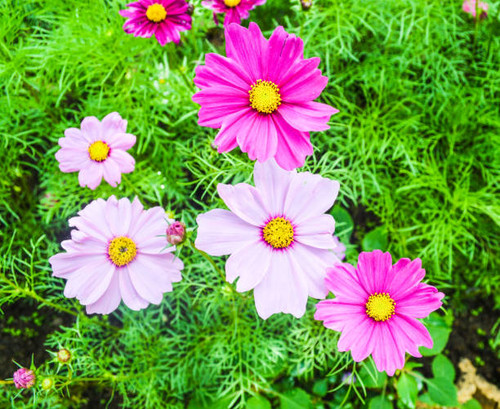 Beautiful flowers in spring.jpg