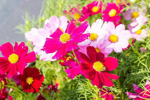 Cosmos flower background.jpg