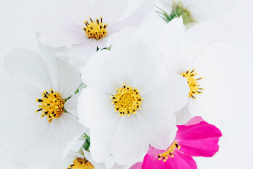 Beautiful bouquet of kosmen on light blurred background. Top view, flat lay, overhead. Invitation ca.jpg