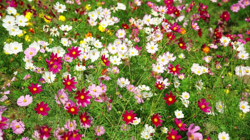 An image of a cosmos field in full bloom at your feet.jpg