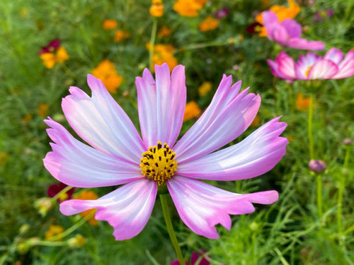 A Delicate Pink Cosmos Flower In Field In Sunlight.jpg