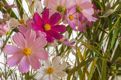 Garden Cosmos (Cosmos bipinnatus) is native to the central parts of the Americas but has spread to m.jpg