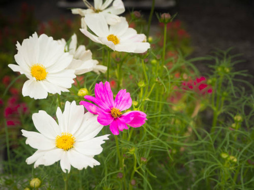 Close up flowers background. Amazing view of colorful flowering in the garden.jpg
