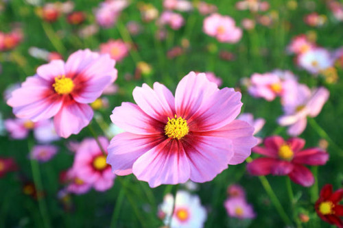 Gesang flowers in the park, China.jpg