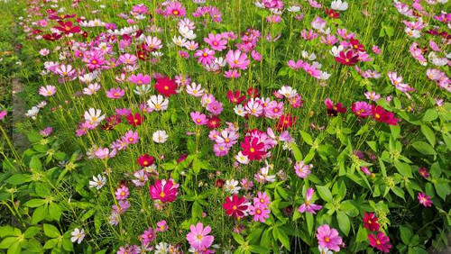 Cosmos flowers blooming in the garden at Mekong Delta Vietnam..jpg