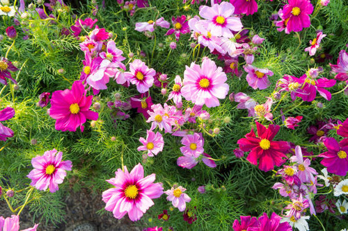 floral blossom daisy cosmos flowers in the garden.jpg