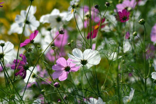 Beautiful flowers.jpg