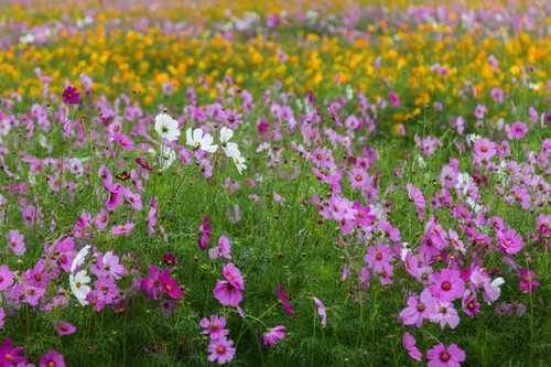 Cosmos flower (Cosmos Bipinnatus) in the garden.jpg