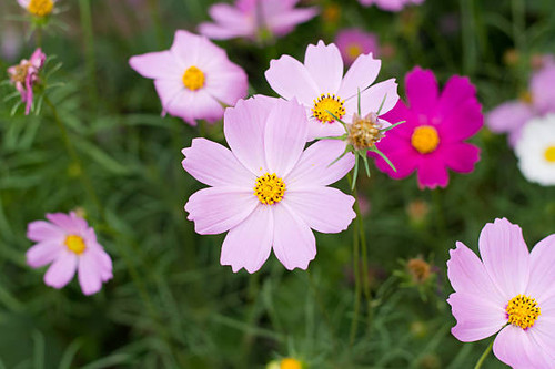 Pink cosmos flower (Cosmos Bipinnatus) background.jpg