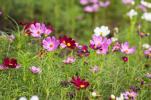 Zinnia flower with blur background.jpg