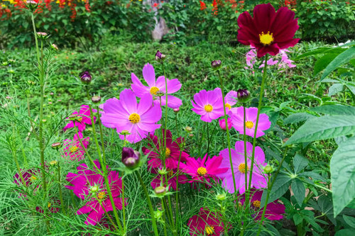 Pink cosmos garden flower . Cosmos Bipinnatus..jpg