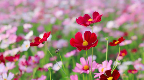 Cosmos flowers taken in a park.jpg