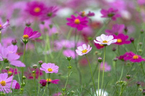 Cosmos Flower , Chiba Prefecture, Japan.jpg
