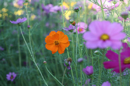 orange flower in garden.jpg