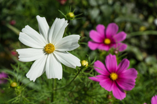 purple flower blooming in the summer sun.jpg