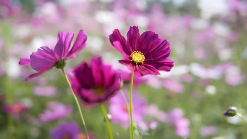 multi color flower with sun flare..jpg