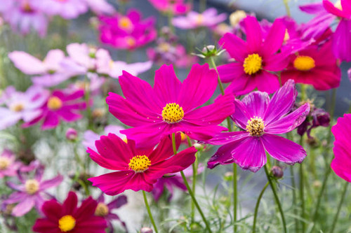 pink cosmos flower blooming in field.jpg