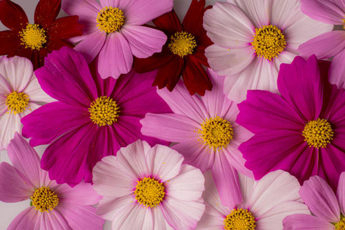 A background image of colorful cosmos flowers.jpg