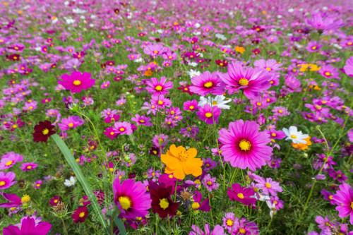 Flower and natural bokeh for Background.Flower and natural bokeh for Background.Flower and natural b.jpg