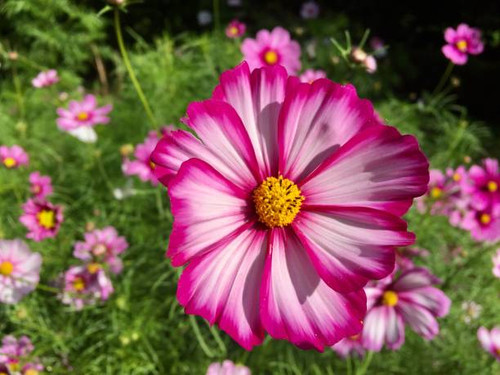 Pretty pink flowers.jpg