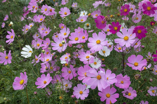 Beautiful pink cosmea flowers blossomed in the garden.jpg