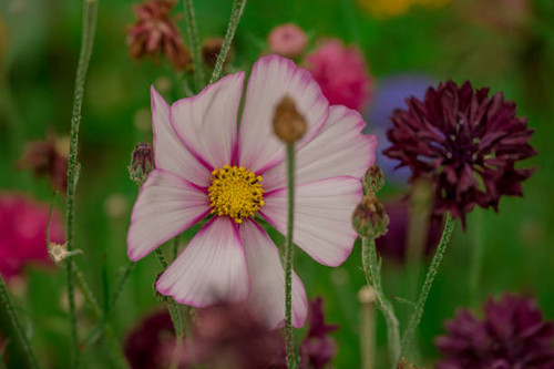 Beautiful dahlia flowers growing in the autumn garden.jpg