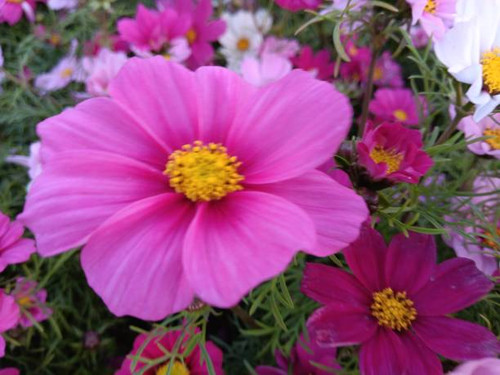 Seasonal flowers with vibrant colors..jpg